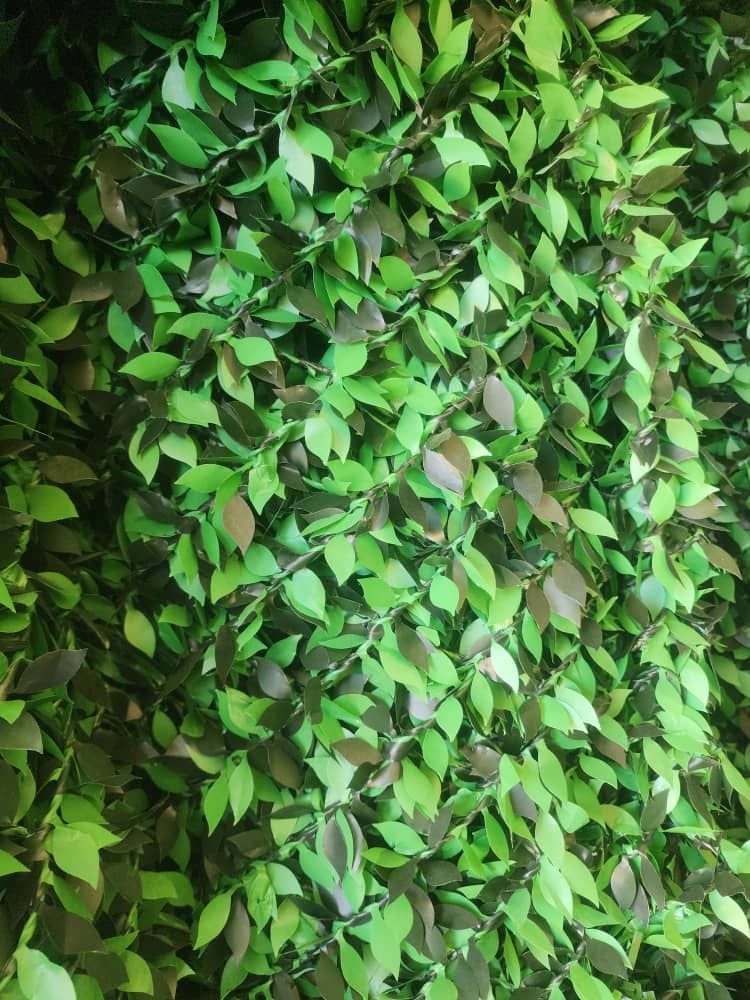 فنس برگی چشمه